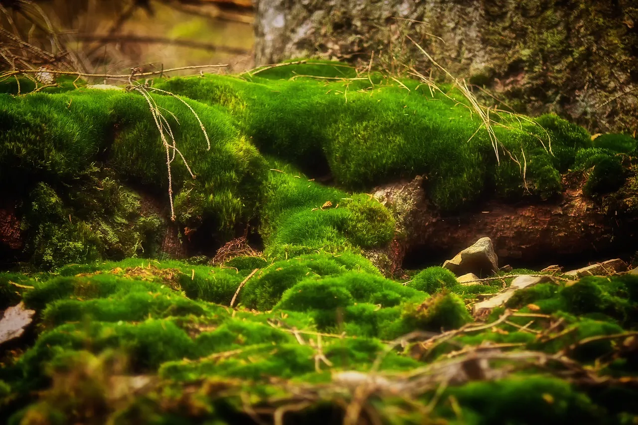 Explore the misty Mossy Forest in Malaysia