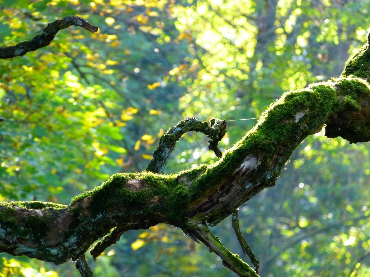 branch, tree, crooked, mossy, gnarled, nature, fall, crooked, mossy, mossy, mossy, mossy, mossy