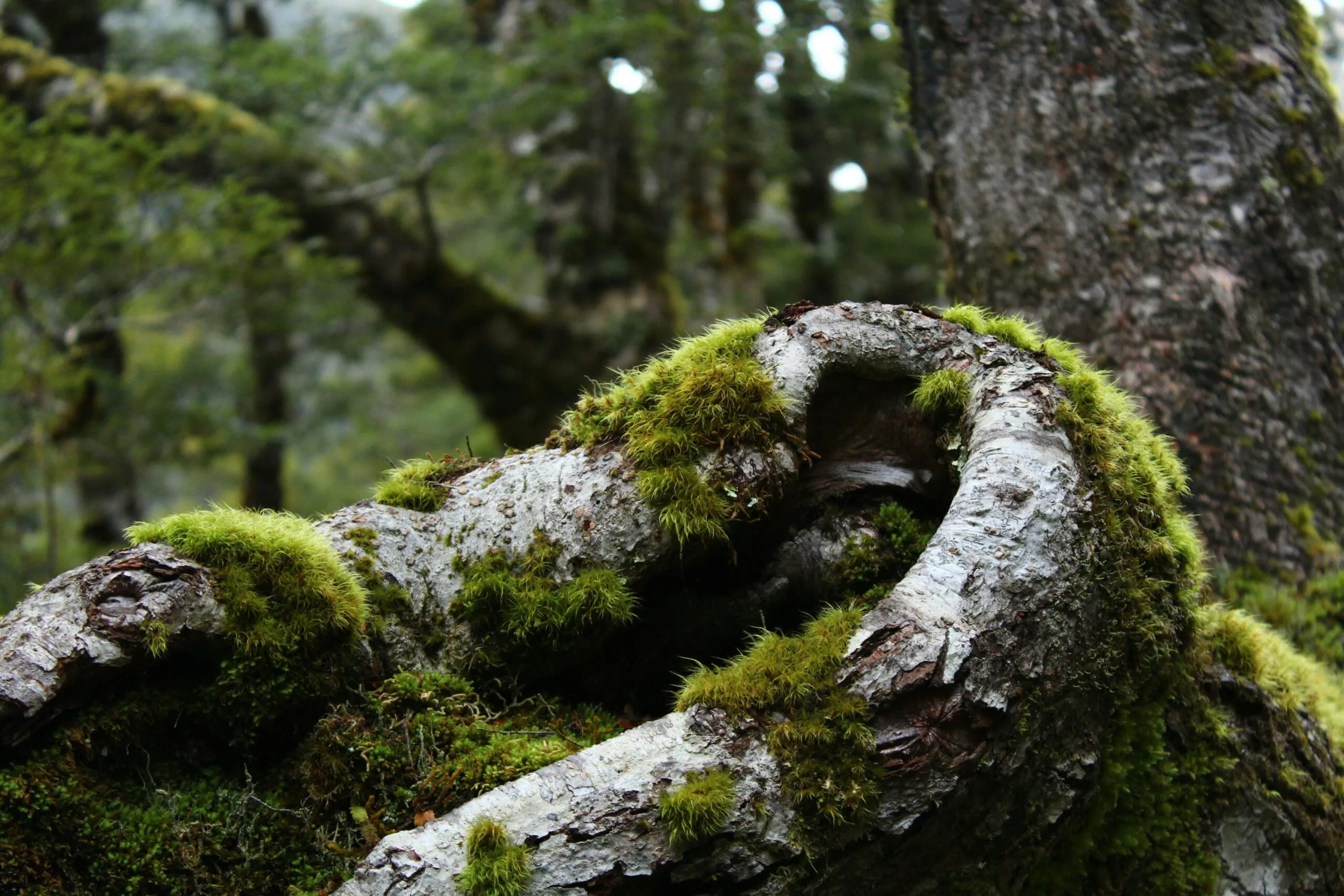 Moss covered trees in Cameron Highlands rainforest nature trail