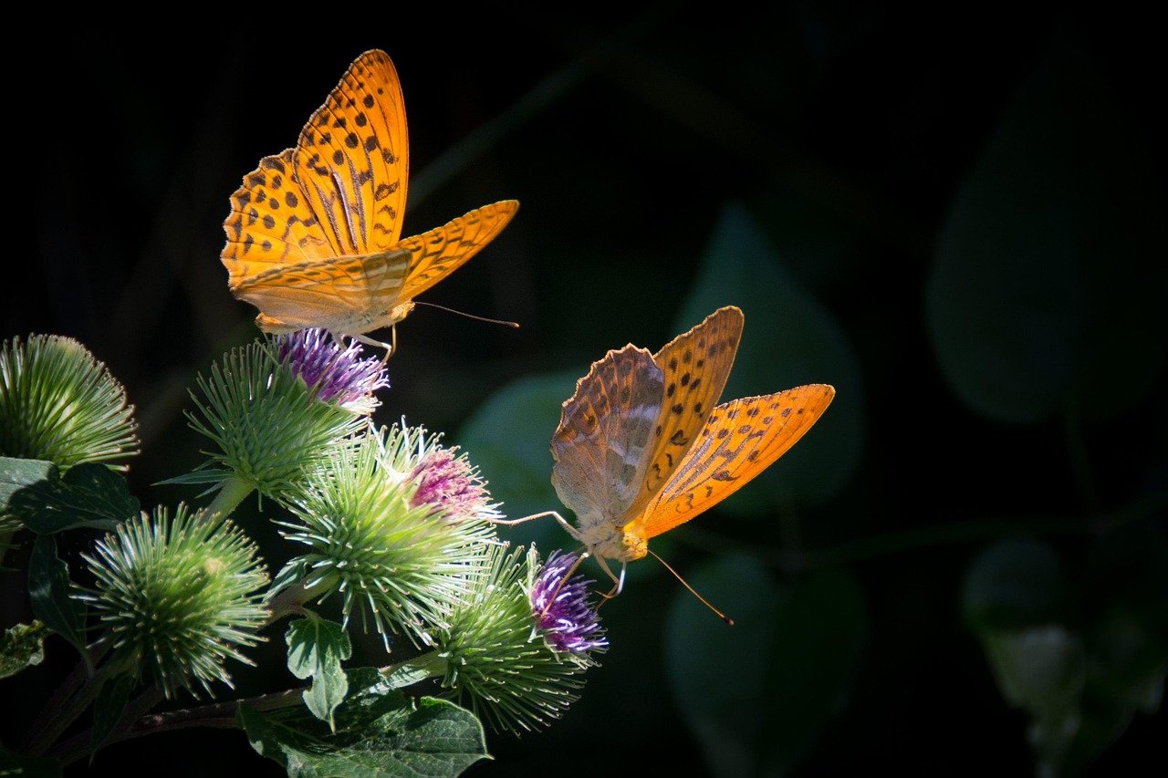 silvery mother-of-pearl butterfly, butterfly, nature, orange, insect, nature, nature, nature, nature, nature