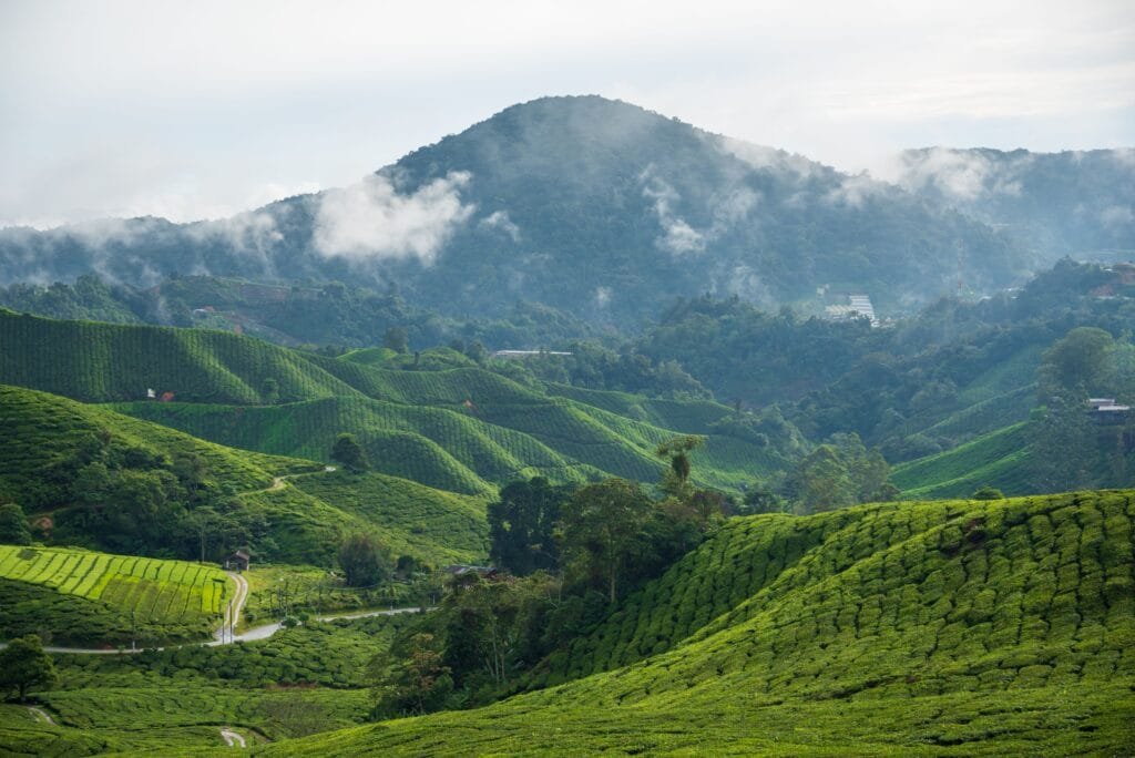 Lush green tea plantations in Cameron Highlands, with misty mountains in the background.