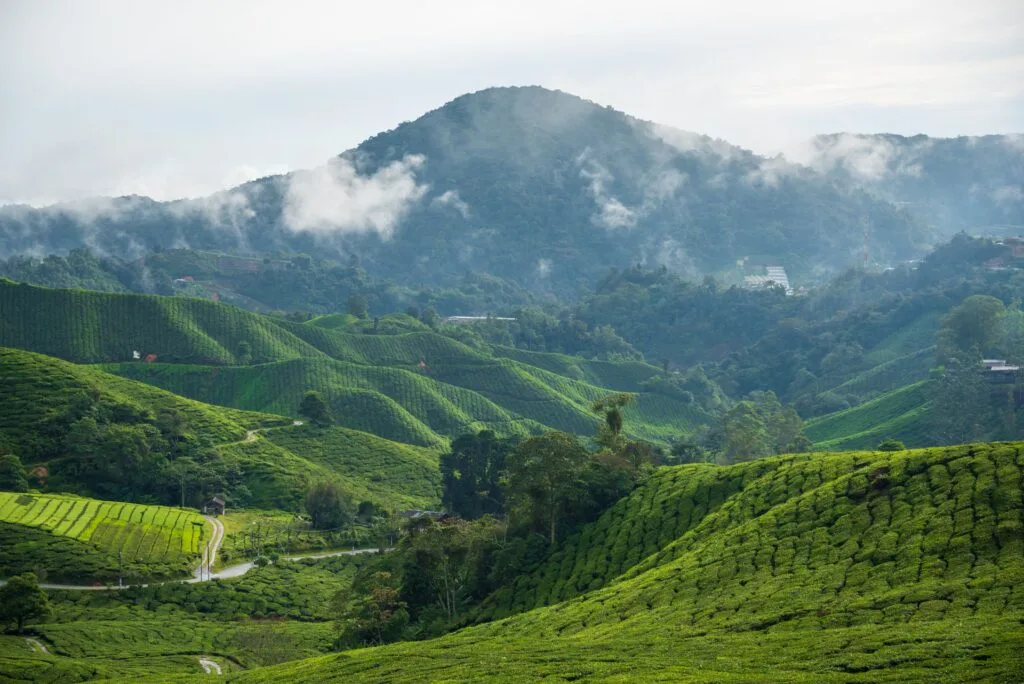Lush green tea plantations in Cameron Highlands, with misty mountains in the background.