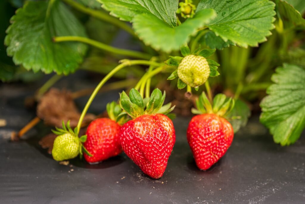 Close-up of ripe and unripe strawberries hanging on a plant, vibrant and juicy.