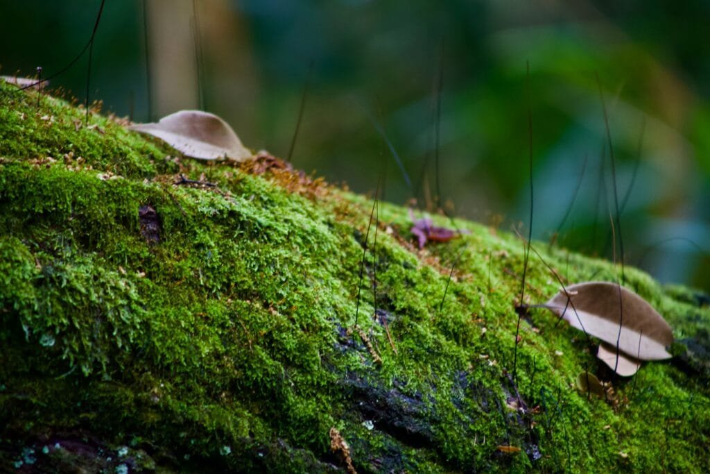 Close-up of a moss-covered log with fallen leaves in a forest setting.
